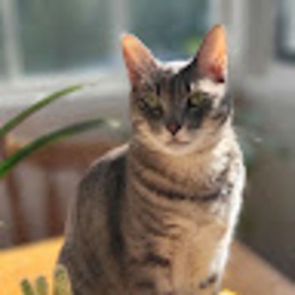 kittyb4343
